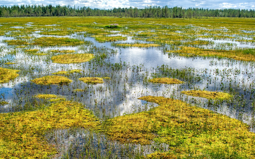 Shallow lagoon  from Chrome web store to be run with OffiDocs Chromium online