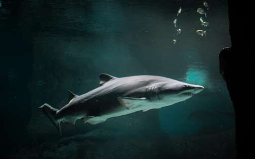 Shark  from Chrome web store to be run with OffiDocs Chromium online