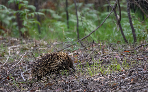 Sharp beaked hedgehog  from Chrome web store to be run with OffiDocs Chromium online