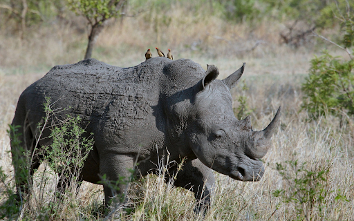 Sharp horned rhinoceros  from Chrome web store to be run with OffiDocs Chromium online
