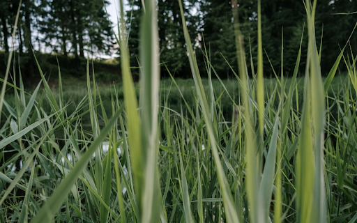 Sharp Long Grass  from Chrome web store to be run with OffiDocs Chromium online