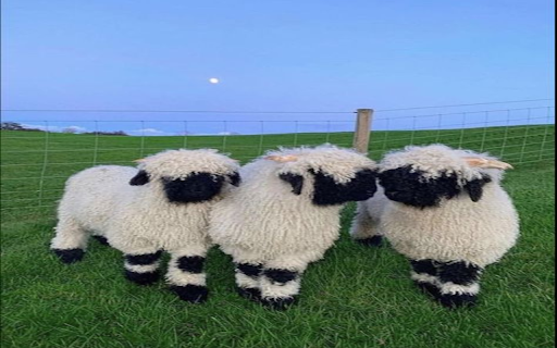 Sheep in the meadow wallpaper  from Chrome web store to be run with OffiDocs Chromium online