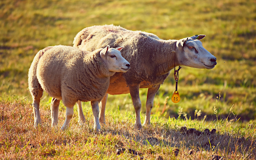 Sheep mother  from Chrome web store to be run with OffiDocs Chromium online