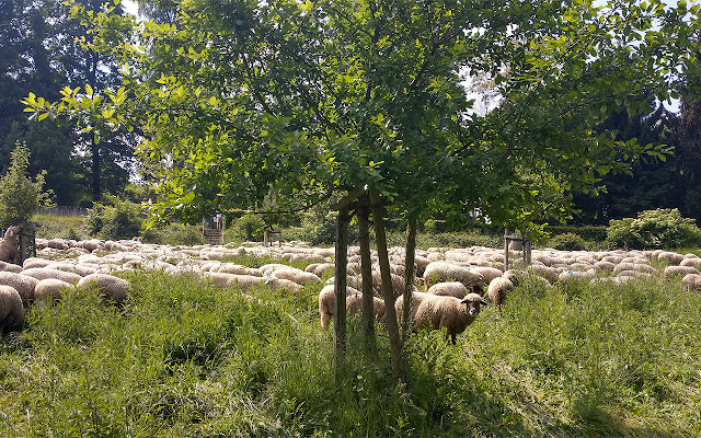 Sheep on grassland  from Chrome web store to be run with OffiDocs Chromium online