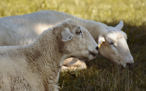 Sheep on the Grass  from Chrome web store to be run with OffiDocs Chromium online