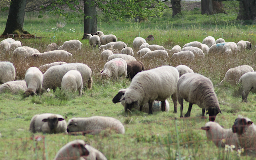 Sheep on the grassland  from Chrome web store to be run with OffiDocs Chromium online