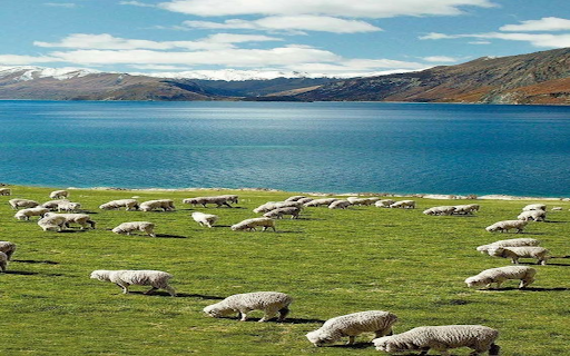 Sheep on the steppe Wallpaper  from Chrome web store to be run with OffiDocs Chromium online