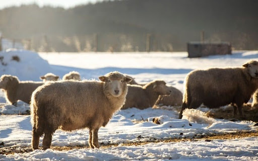 SHEEP Theme  from Chrome web store to be run with OffiDocs Chromium online