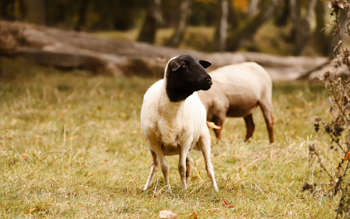 Sheep trimmed their feathers  from Chrome web store to be run with OffiDocs Chromium online
