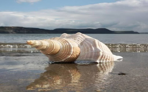 shell wallpaper  from Chrome web store to be run with OffiDocs Chromium online