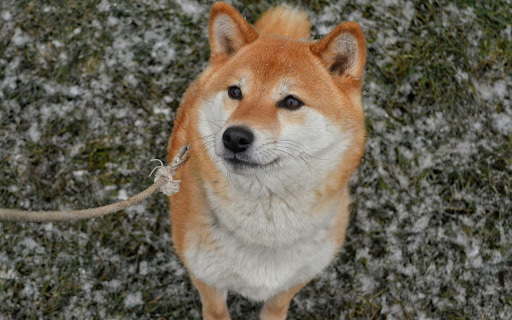 Shiba Dog on a Leash  from Chrome web store to be run with OffiDocs Chromium online