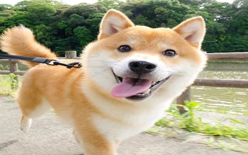 Shiba dogs wallpapers  from Chrome web store to be run with OffiDocs Chromium online