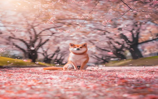 shiba inu dog wallpaper from Chrome web store to be run with OffiDocs Chromium online shiba inu dog wallpaper from Chrome web store to be run with OffiDocs Chromium online