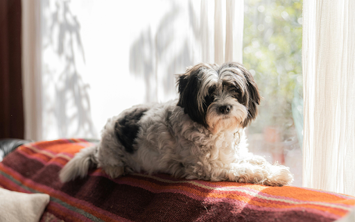Shih Tzu Dog Lying on the Sofa near the Window  from Chrome web store to be run with OffiDocs Chromium online