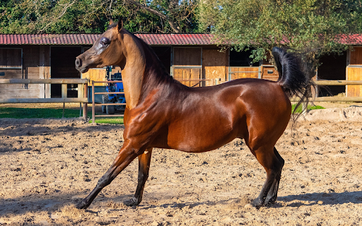 Shiny brown horse  from Chrome web store to be run with OffiDocs Chromium online