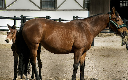 Shiny Brown Horses  from Chrome web store to be run with OffiDocs Chromium online