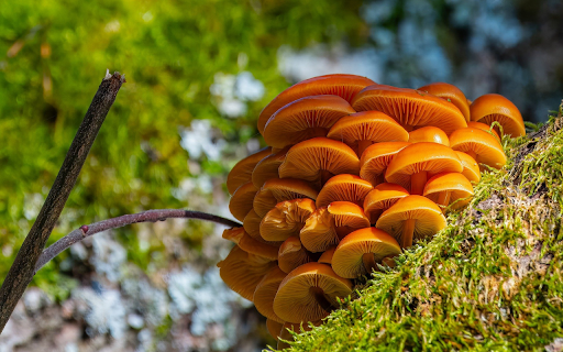 Shiny Golden Mushrooms  from Chrome web store to be run with OffiDocs Chromium online
