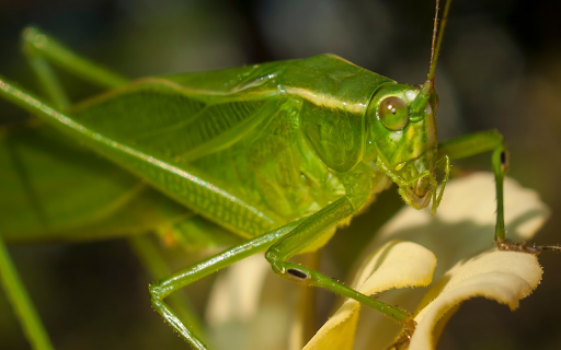 Shiny green grasshopper  from Chrome web store to be run with OffiDocs Chromium online
