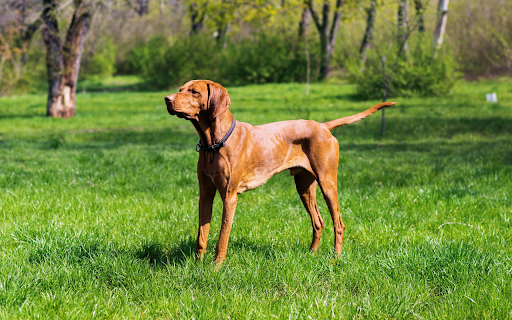 Shiny yellow dog  from Chrome web store to be run with OffiDocs Chromium online