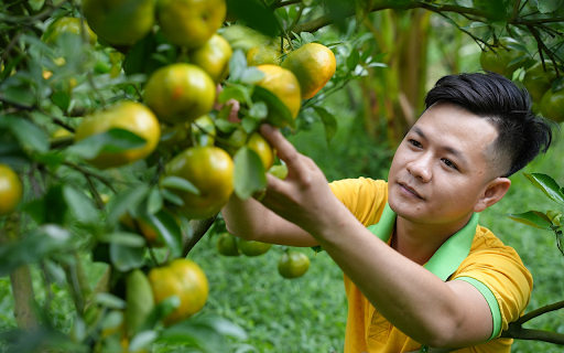 Shiny yellow tangerines  from Chrome web store to be run with OffiDocs Chromium online