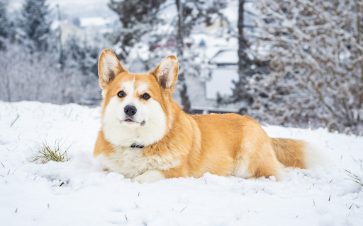 Short legged dog  from Chrome web store to be run with OffiDocs Chromium online