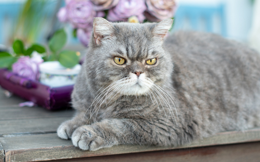 Short legged gray cat  from Chrome web store to be run with OffiDocs Chromium online