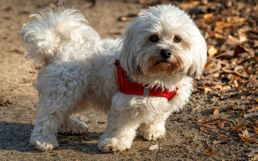 Short legged white dog  from Chrome web store to be run with OffiDocs Chromium online