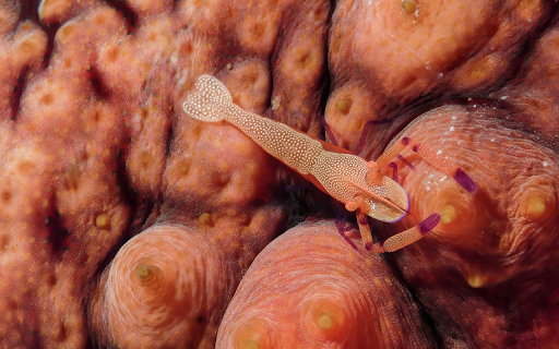 Shrimp  from Chrome web store to be run with OffiDocs Chromium online