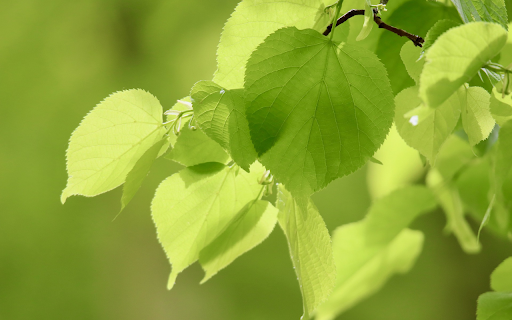 Shrubbery  from Chrome web store to be run with OffiDocs Chromium online