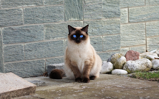 Siamese cat with jade eyes  from Chrome web store to be run with OffiDocs Chromium online