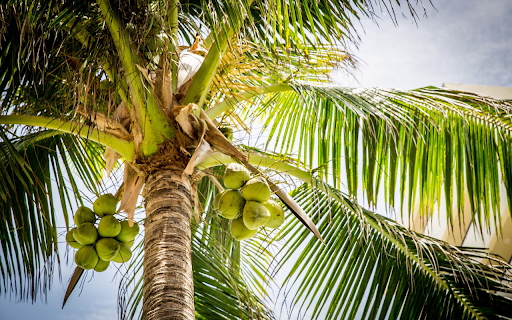 Siamese coconut tree  from Chrome web store to be run with OffiDocs Chromium online