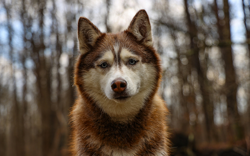 Siberian Husky in the Woods  from Chrome web store to be run with OffiDocs Chromium online