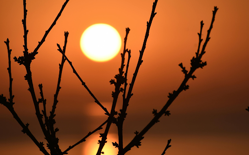 Silhouette of Branches during Sunset  from Chrome web store to be run with OffiDocs Chromium online