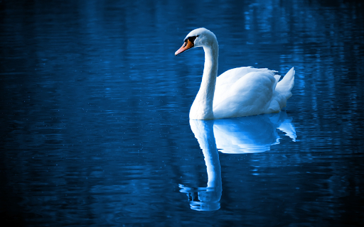 Silhouette of the swan  from Chrome web store to be run with OffiDocs Chromium online