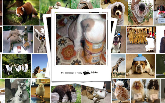 Silly Animal of the Day  from Chrome web store to be run with OffiDocs Chromium online