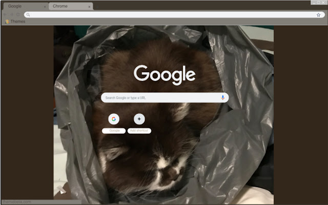 Silly Cat  from Chrome web store to be run with OffiDocs Chromium online