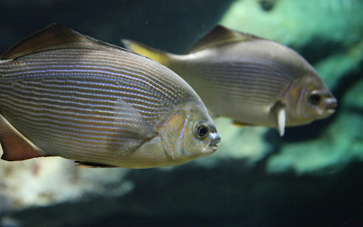 Silver fish  from Chrome web store to be run with OffiDocs Chromium online
