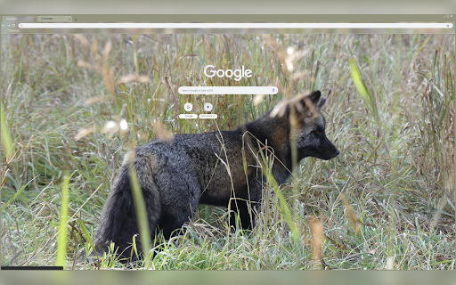 Silver Red Fox Morph  from Chrome web store to be run with OffiDocs Chromium online