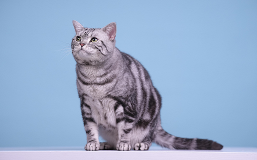 Silver Tabby Focus  from Chrome web store to be run with OffiDocs Chromium online