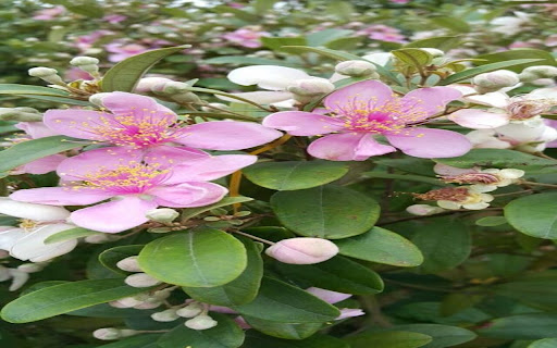 sim flower wallpaper  from Chrome web store to be run with OffiDocs Chromium online