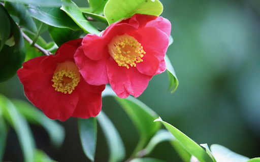 Single black tea to welcome spring  from Chrome web store to be run with OffiDocs Chromium online