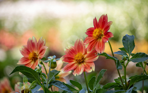 Single petal dahlias  from Chrome web store to be run with OffiDocs Chromium online