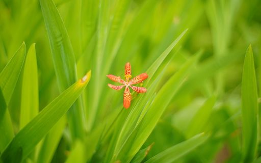Six petal orange flower  from Chrome web store to be run with OffiDocs Chromium online
