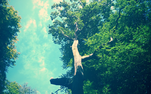 Skyward Tree  from Chrome web store to be run with OffiDocs Chromium online