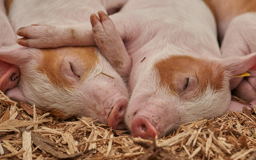 Sleeping pig  from Chrome web store to be run with OffiDocs Chromium online