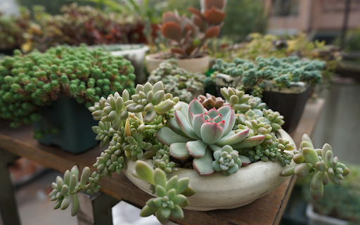 Small baby ornamental plants  from Chrome web store to be run with OffiDocs Chromium online