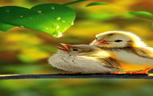 Small birds and dew drops wallpaper  from Chrome web store to be run with OffiDocs Chromium online