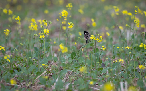 small birds and flowers  from Chrome web store to be run with OffiDocs Chromium online