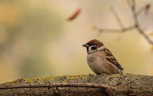 SMALL BIRD THEME  from Chrome web store to be run with OffiDocs Chromium online