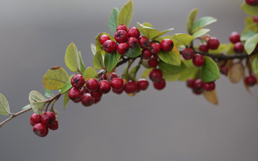 Small bunch of beautiful red fruits  from Chrome web store to be run with OffiDocs Chromium online